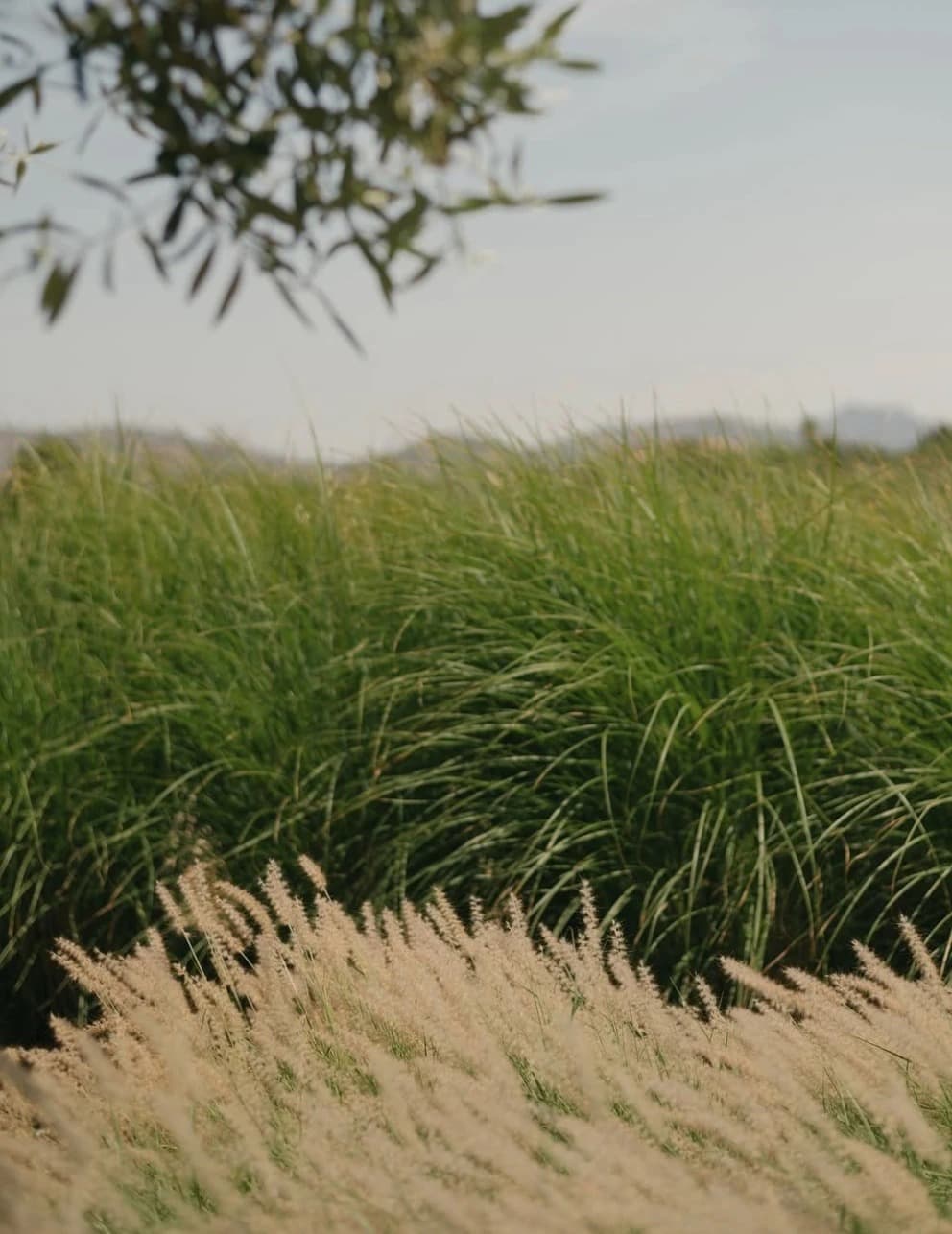 Tall grass and wild grasses in a field at Cal Reiet