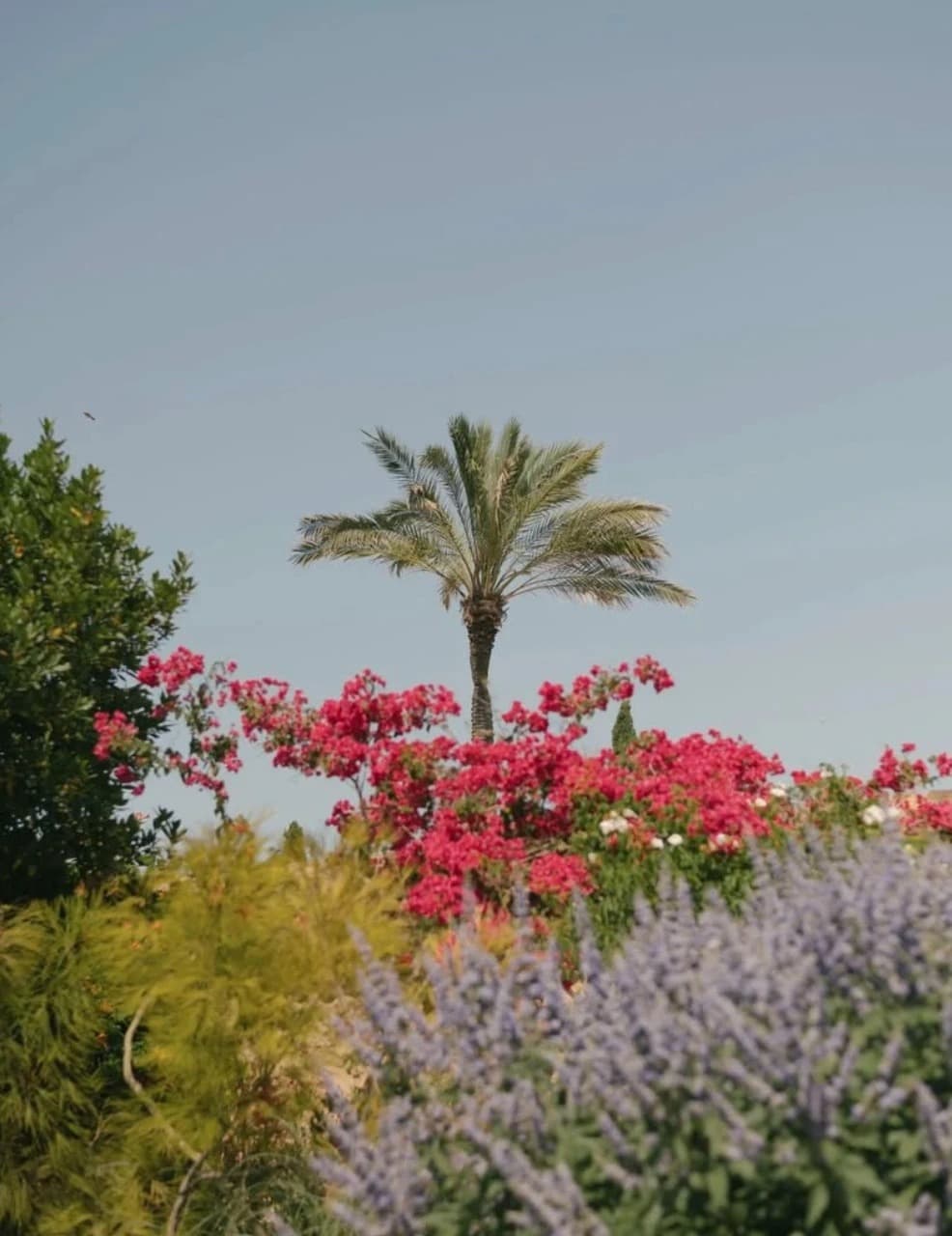 A palm tree rising above bougainvillea and lavender in the gardens of Cal Reiet