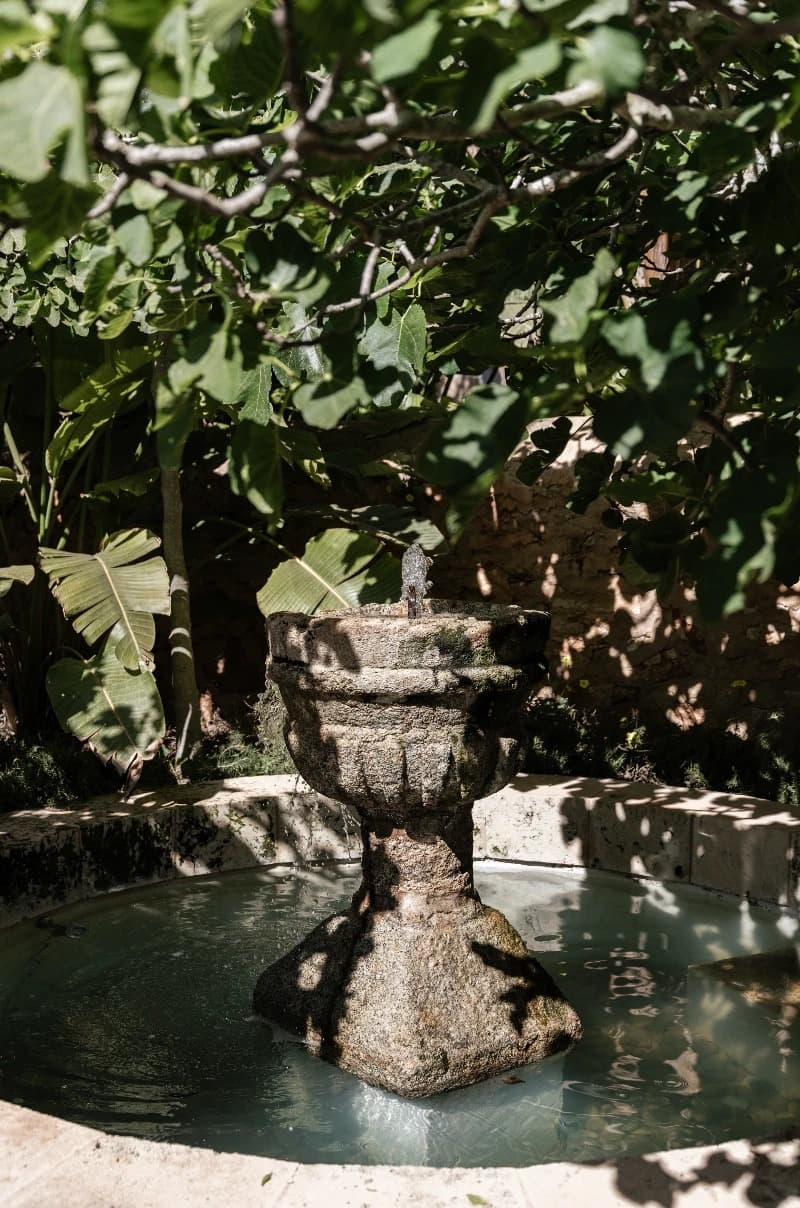 An old stone fountain shaded by fig tree leaves in the gardens of Cal Reiet